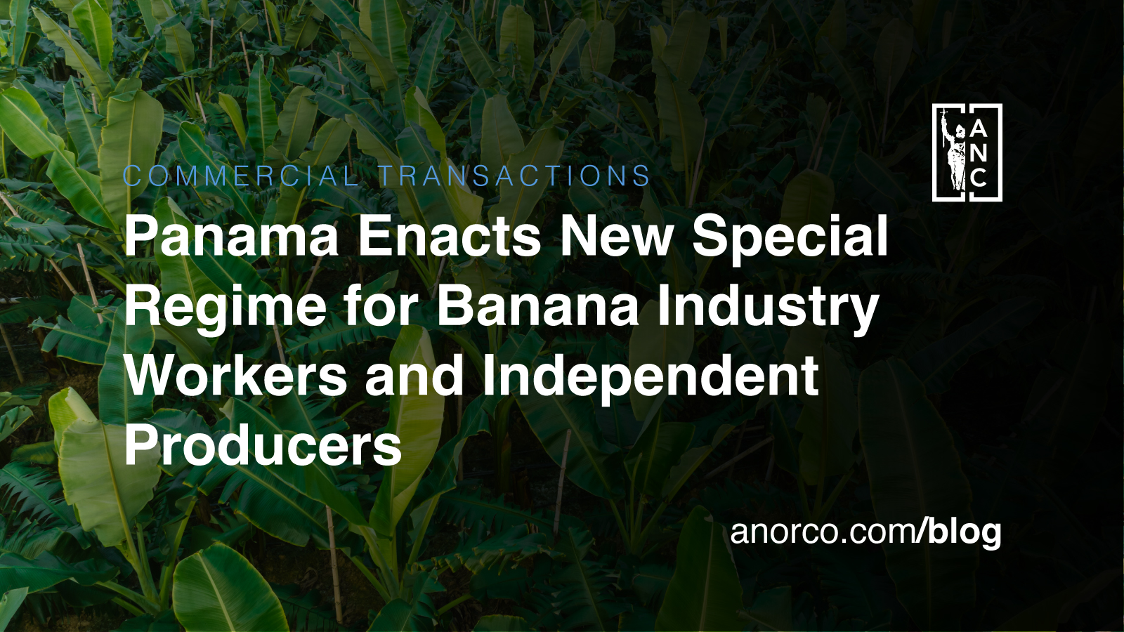 Panama Enacts New Special Regime for Banana Industry Workers and Independent Producers